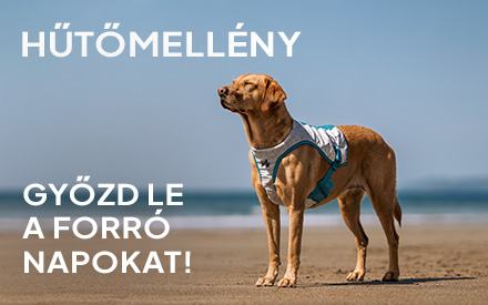 Életmentő hűsítés a kánikulában: miért kötelező a Non-stop dogwear hűtőmellény a nyári napokon?