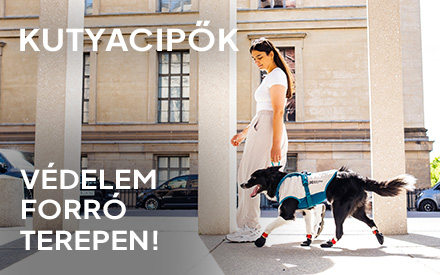Védjük meg a mancsokat: ezért életmentő a kutyacipő a nyári hőségben